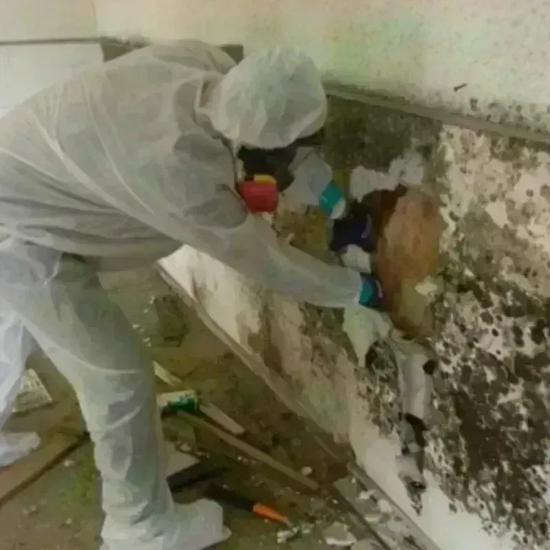 Mold Remediation and Removal in Forest, OH